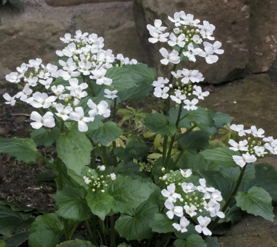 Pachyphragma.jpg