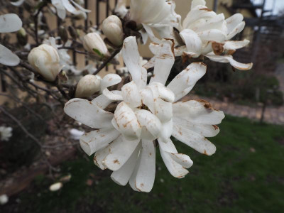 stellata 27.3.19 ue.JPG