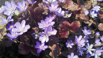 Hepatica nobilis.jpg