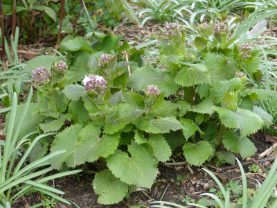 2019-03-27 Lunaria rediviva 1.jpg