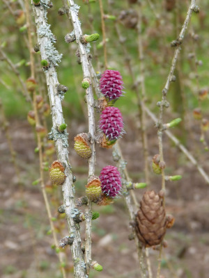 2019-03-27 Larix.jpg