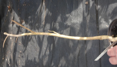 DSC06414.jpg