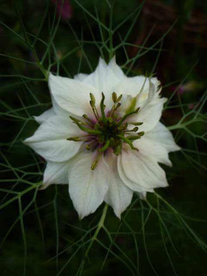 mai_21_nigella_weiss.jpg
