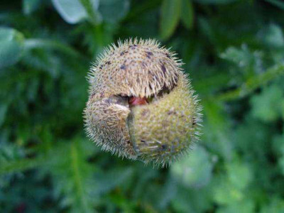mai_21_papaver_orient_KleineTanzerin.jpg