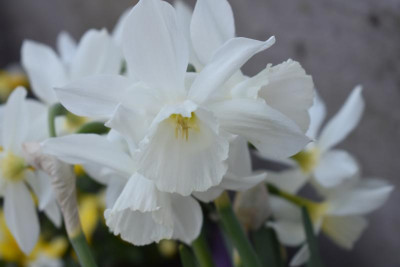 narcissen 19 005.JPG