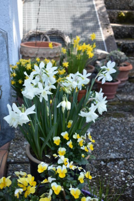 narcissen 19 004.JPG
