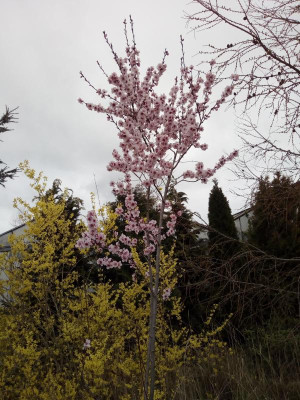IMG_20190328_145503.jpg