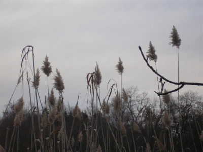 Gräser Silzwiesen-7.JPG