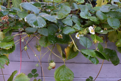 Cleopatra, Blüten Nov 18 005.JPG