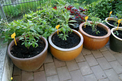 Tomaten0407.jpg