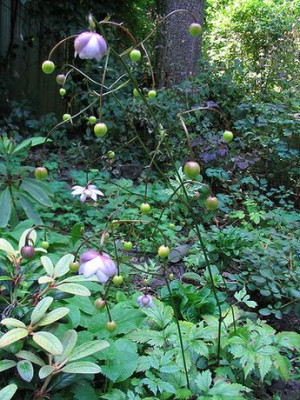 Anemonopsis_macrophylla.jpg