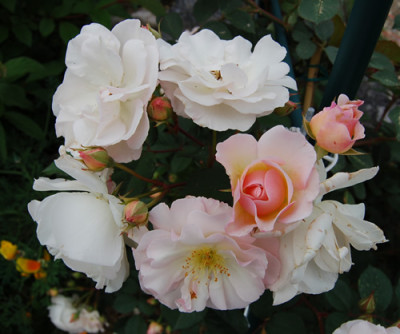 Penelope_0010__S1_5729.jpg