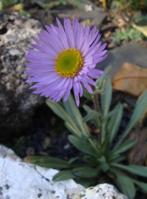 Townsendia hirsuta18.jpg