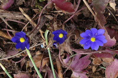 Hepatica Millstream Merlin-18.jpg