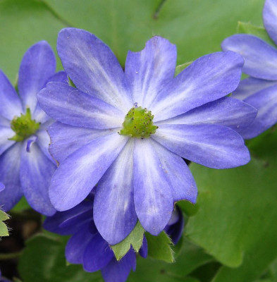 Hepatica media Millstream Merlin17).jpg