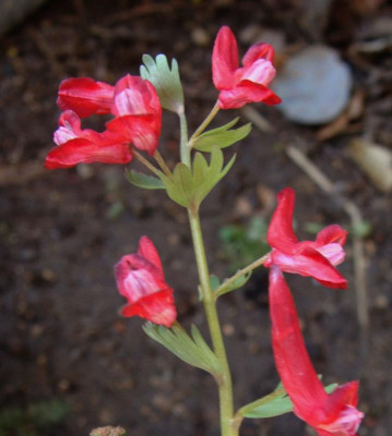 Corydalis solida rot19.jpg