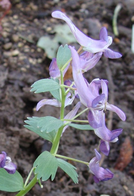 Corydalis solida bläulich19.jpg