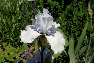 Iris0607.jpg