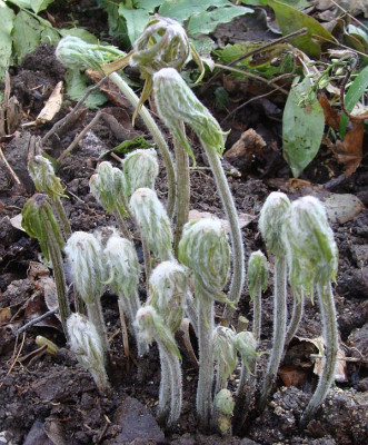 Syneilesis palmata Shishiba.jpg