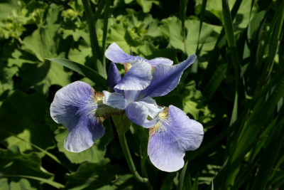 Iris1707.jpg