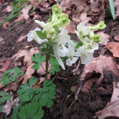 Corydalis weiß_7731 - Arbeitskopie 2.jpg