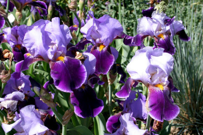 Iris1807.jpg
