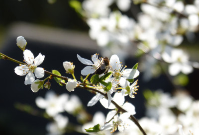 2019-03-30 Gartenimpressionen 2.jpg