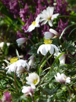 2019-03-30 Gartenimpressionen 1.jpg