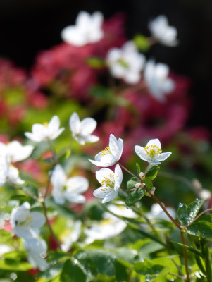 2019-03-30 Isopyrum thalictroides 2.jpg