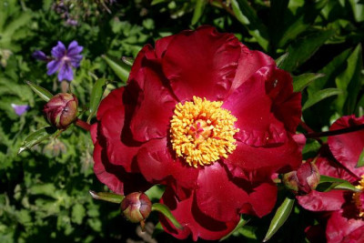 Paonie0907.jpg