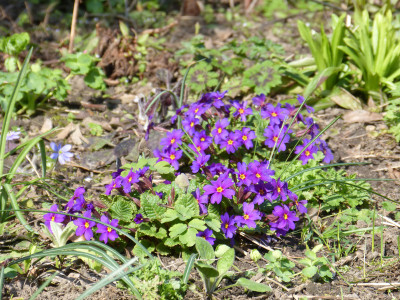 2019-03-30 Primula juliae.jpg