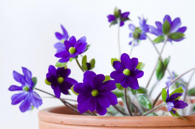 hepatica-millstream-merlin-topf.jpg
