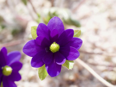 hepatica-millstream-merlin-close.jpg