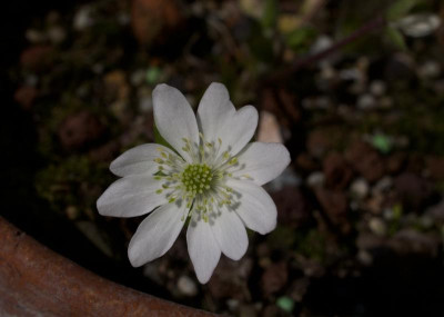 hepatica-pyrenaica.jpg
