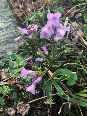 cardamine-pentaphyllos.jpg