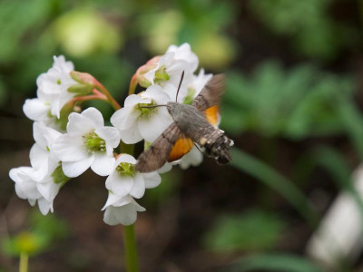 bergenia.bress-white-taubenschwaenzchen.jpg