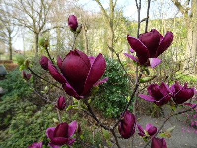 Magnolia 'Genie'März 2019 1.JPG