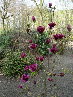 Magnolia 'Genie'März 2019 2.JPG
