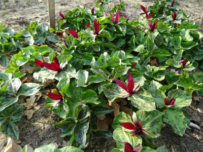 Trillium chloropetalum var giganteum Sämlingen März 2019.JPG