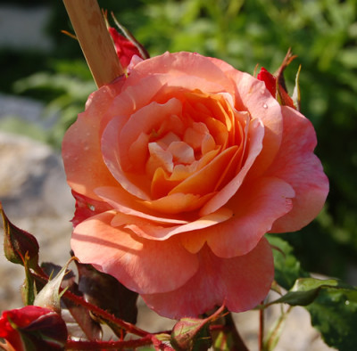 Westerland_0010__T2_5517.jpg