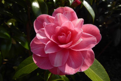 Kamelie-rosa.19-1.jpeg