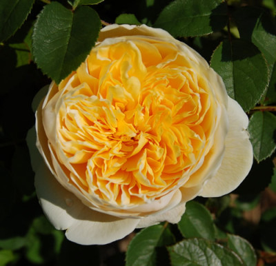 Yellow_Charles_Austin_0010__HS_5688.jpg