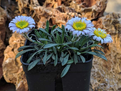Townsendia jonesii var. tumulosa 30.03.19.jpg