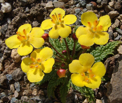 Verbascum acaule.jpg
