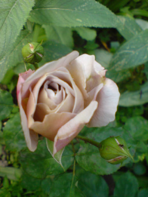 grey_dawn_6mit_knospen.JPG