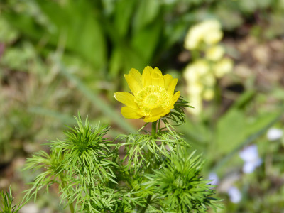 2019-03-30 Adonis vernalis 1.jpg