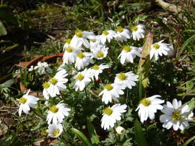 2019-03-30 Anemone blanda 'White Splendour'.jpg