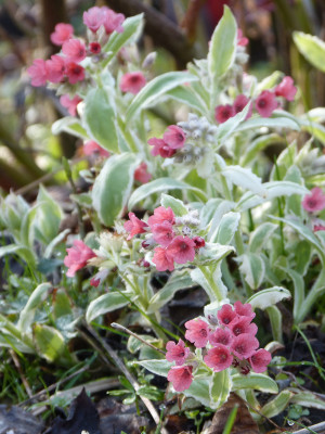 2019-03-30 Pulmonaria 'David Ward'.jpg