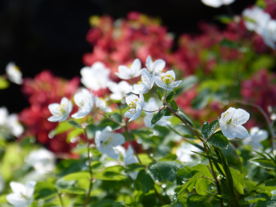 2019-03-30 Isopyrum thalictroides 4.jpg