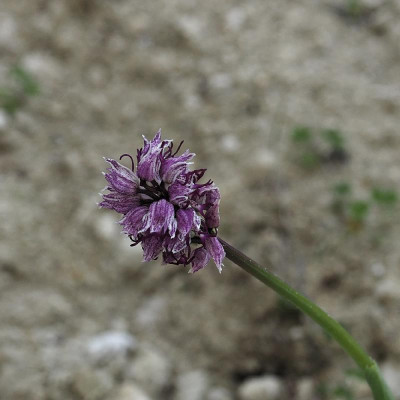 P3300033_DxO_1000px.jpg